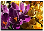 flower design.